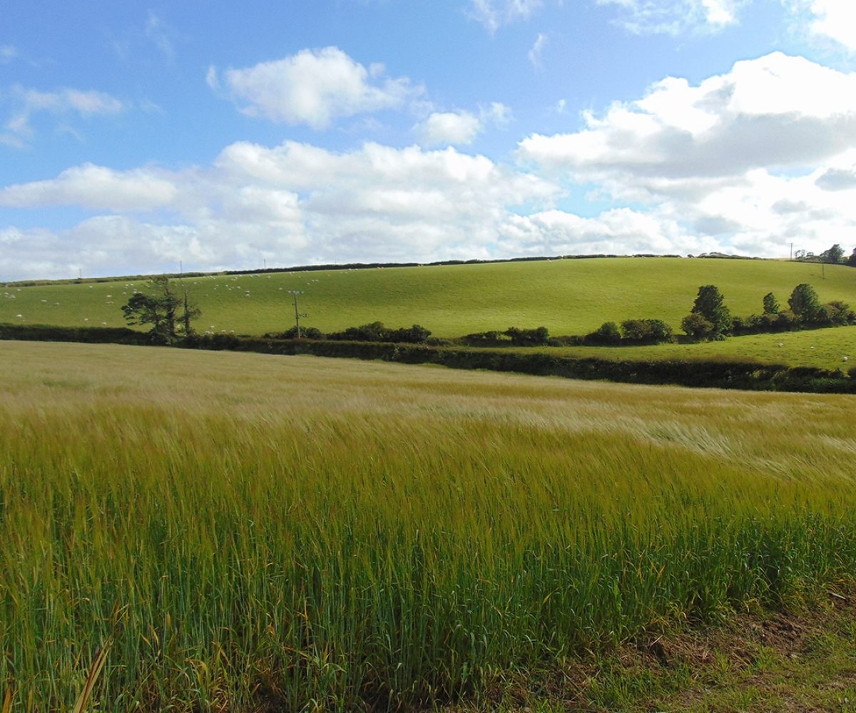 Landscape of fields with blue sky.